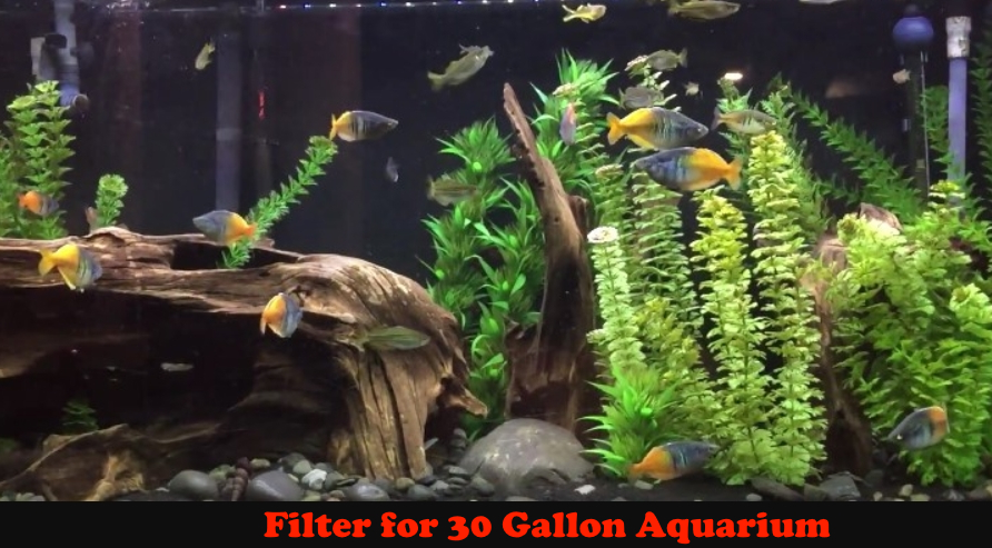 Filter for 30 Gallon Aquarium